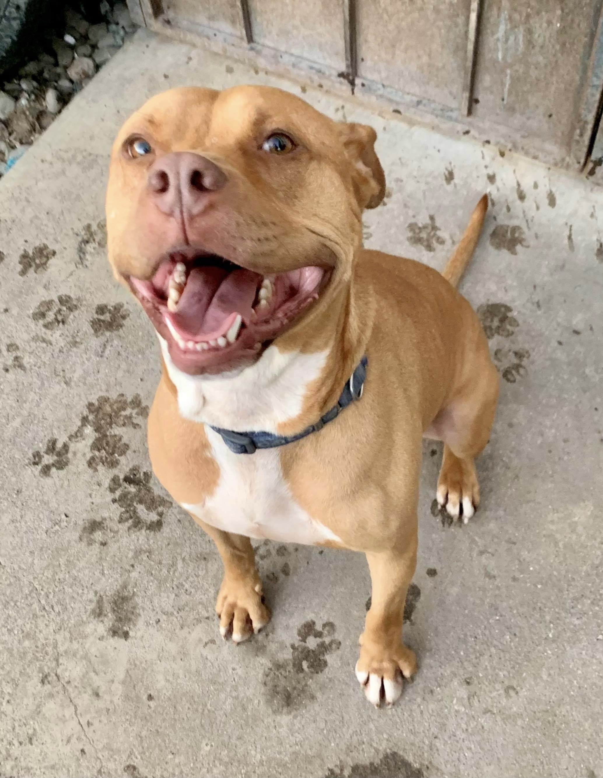 Nelson, an adoptable American Staffordshire Terrier, Pit Bull Terrier in Stockton, CA, 95209 | Photo Image 4