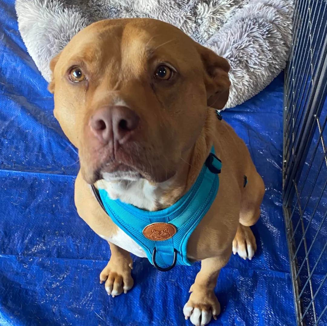 Nelson, an adoptable American Staffordshire Terrier, Pit Bull Terrier in Stockton, CA, 95209 | Photo Image 5