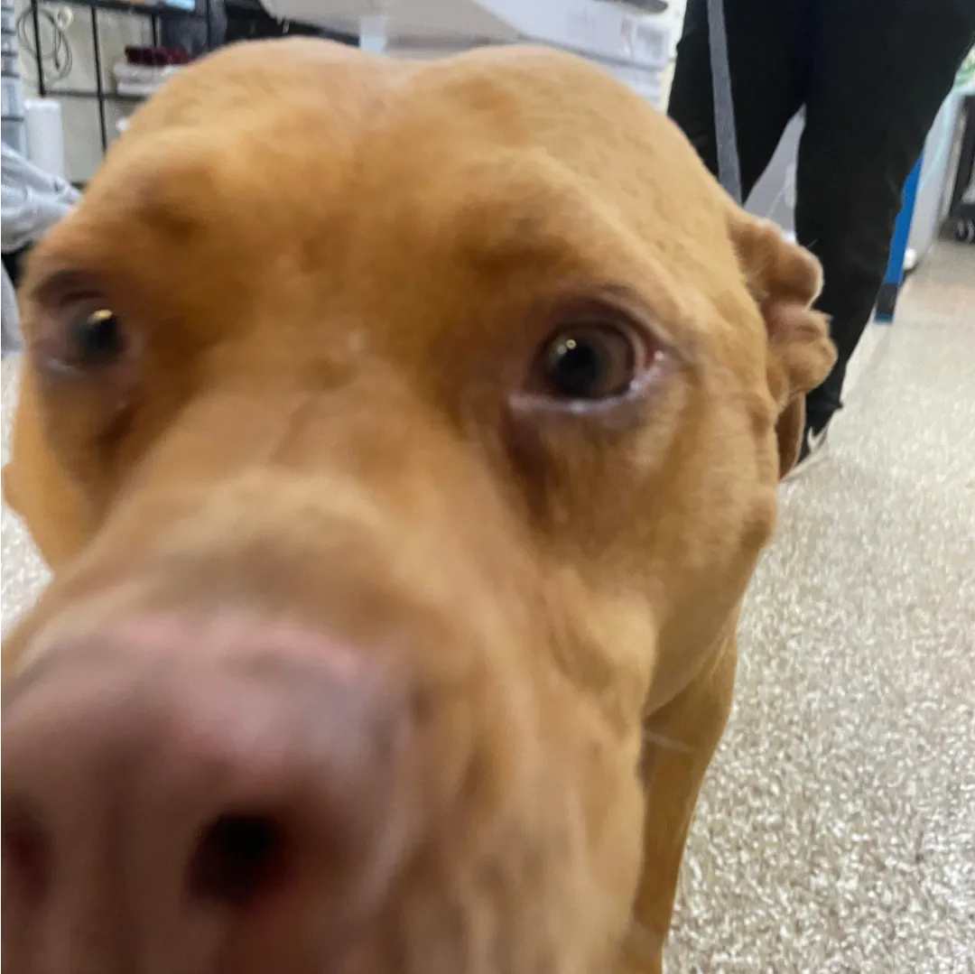 Nelson, an adoptable American Staffordshire Terrier, Pit Bull Terrier in Stockton, CA, 95209 | Photo Image 6