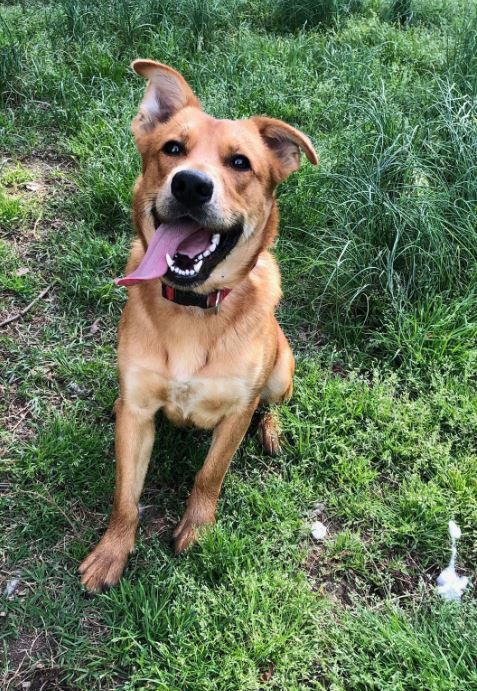 Taz, an adoptable Mixed Breed in Bartlesville, OK, 74003 | Photo Image 1