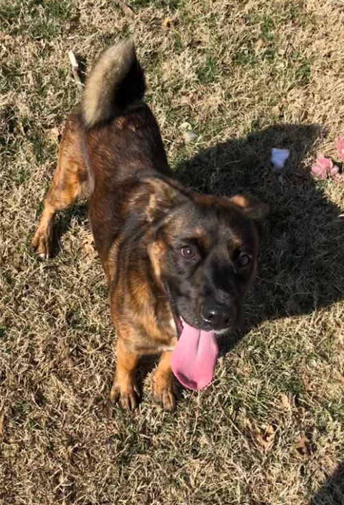 Dasher, an adoptable Mixed Breed in Bartlesville, OK, 74003 | Photo Image 1