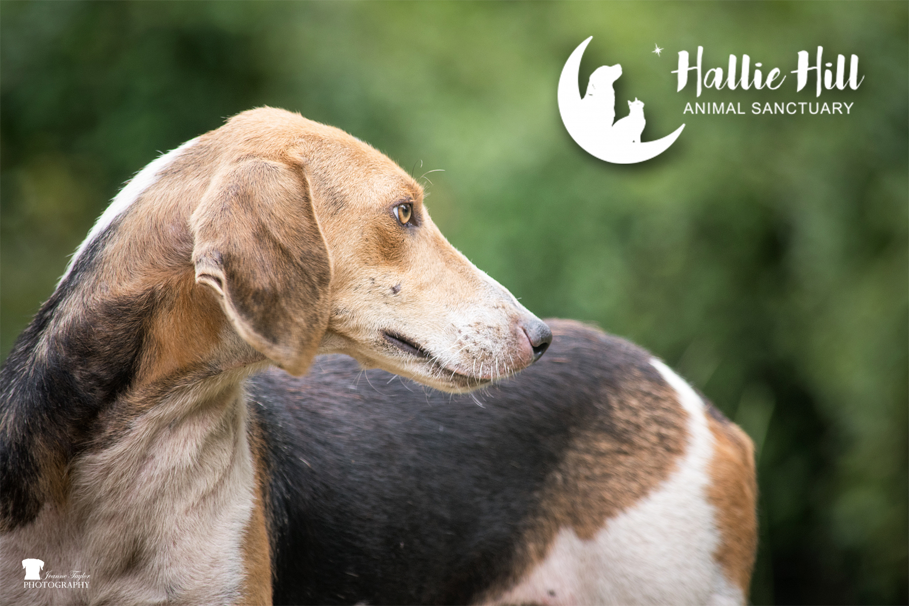 Whiskey, an adoptable Hound in Hollywood, SC, 29449 | Photo Image 2