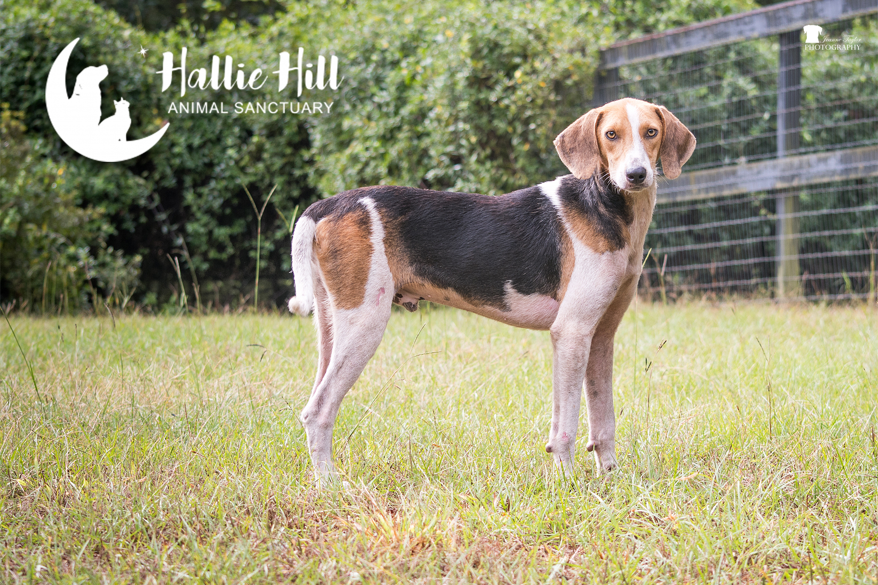 Whiskey, an adoptable Hound in Hollywood, SC, 29449 | Photo Image 1