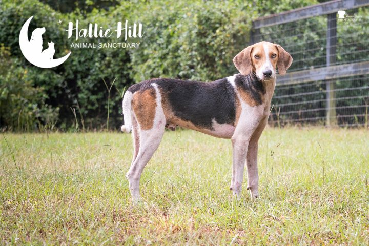 Whiskey, an adoptable Hound Mix in Hollywood, SC_image-1