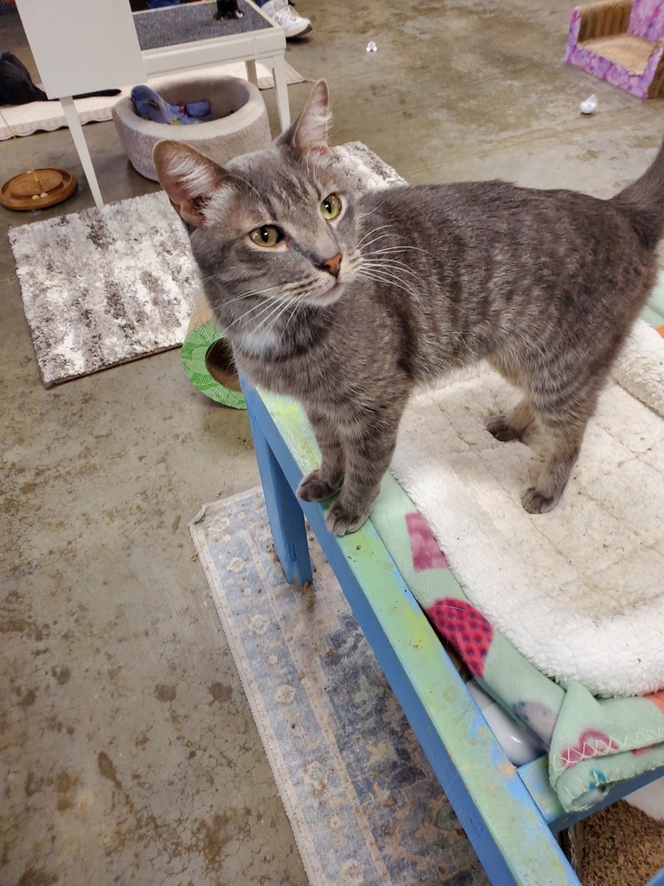 Chandler, an adoptable American Shorthair in Bartlesville, OK, 74006 | Photo Image 1