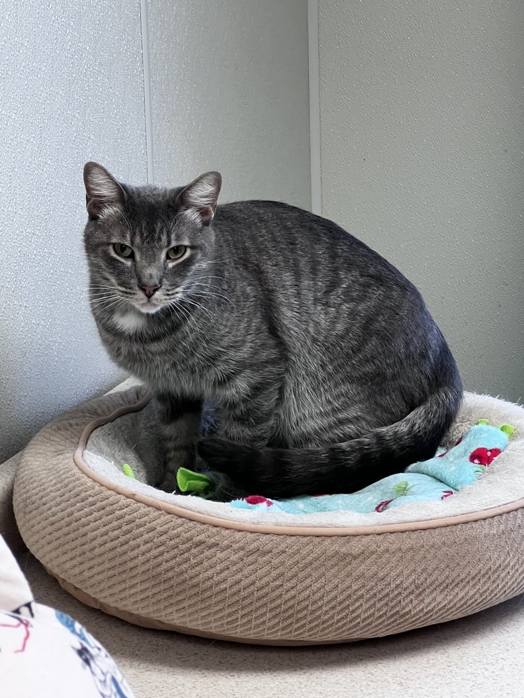 Chandler, an adoptable American Shorthair in Bartlesville, OK, 74006 | Photo Image 2