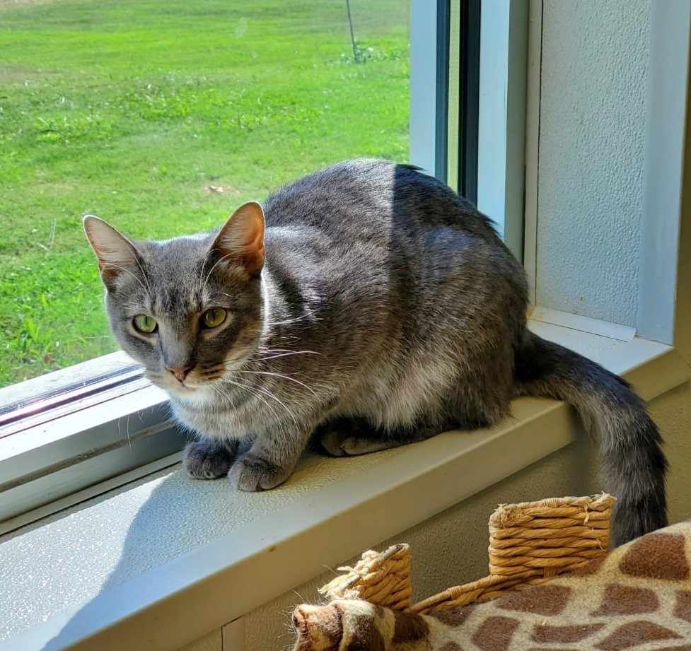 Chandler, an adoptable American Shorthair in Bartlesville, OK, 74006 | Photo Image 3