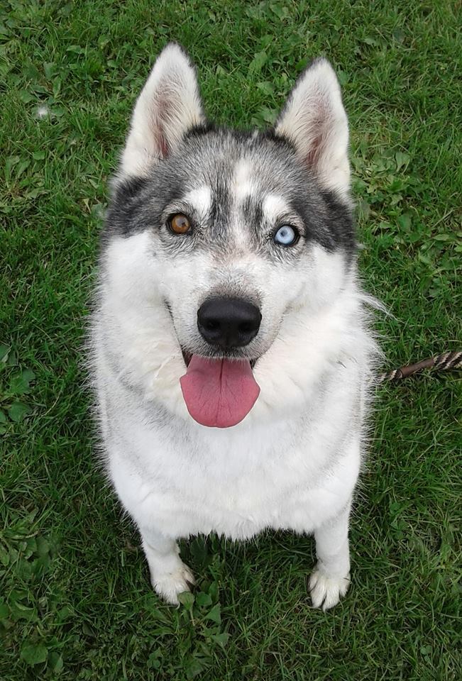 Echo, an adoptable Siberian Husky in Harvard, IL, 60033 | Photo Image 1