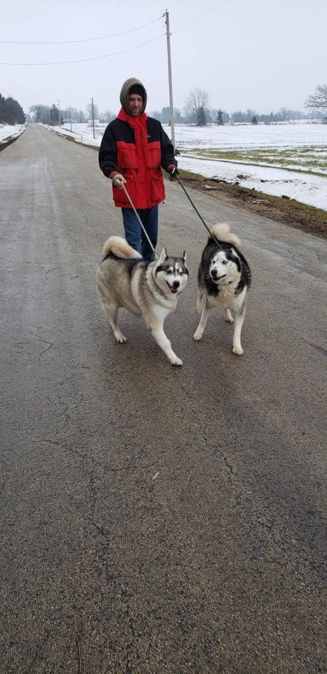 Echo, an adoptable Siberian Husky in Harvard, IL, 60033 | Photo Image 2