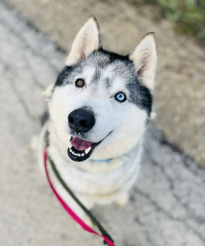Echo, an adoptable Siberian Husky in Harvard, IL_image-1