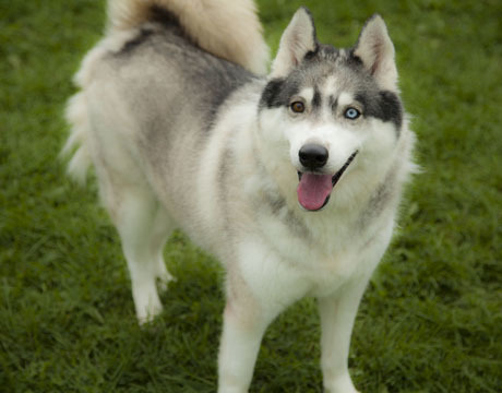 Echo, an adoptable Siberian Husky in Harvard, IL, 60033 | Photo Image 4