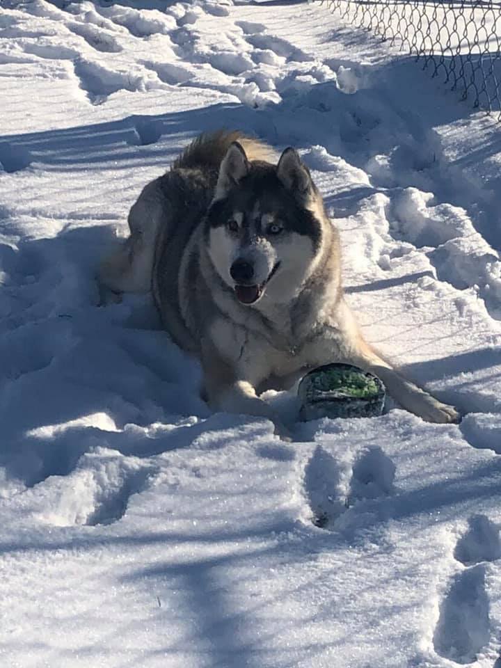 Echo, an adoptable Siberian Husky in Harvard, IL, 60033 | Photo Image 5