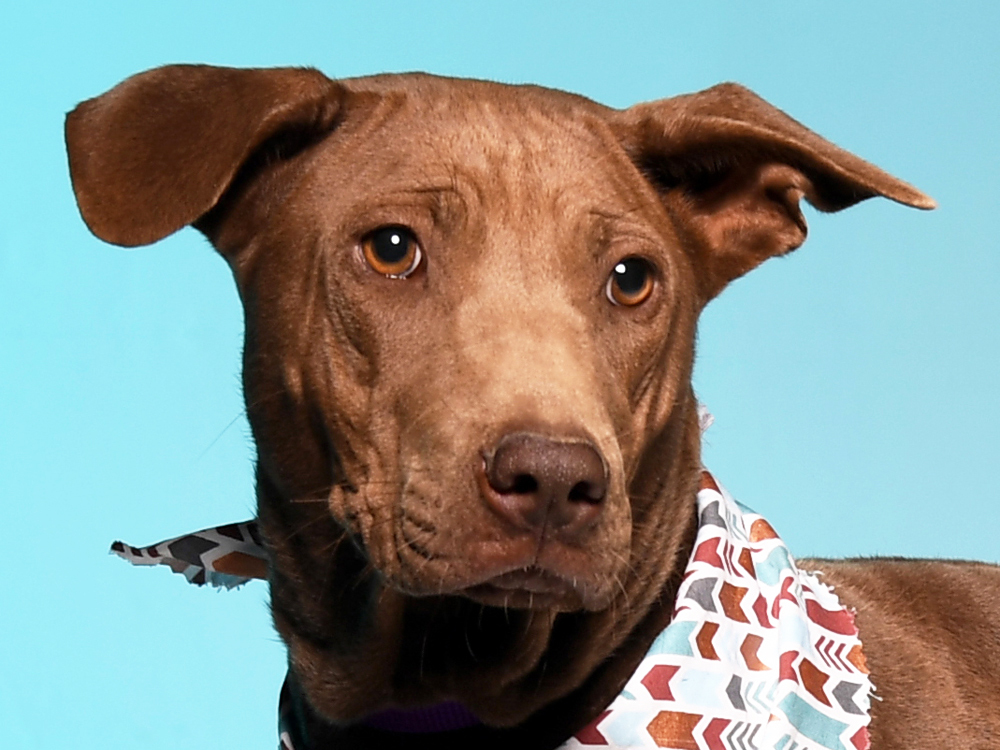 Maddie, an adoptable Rhodesian Ridgeback, Thai Ridgeback in Cookeville, TN, 38506 | Photo Image 1