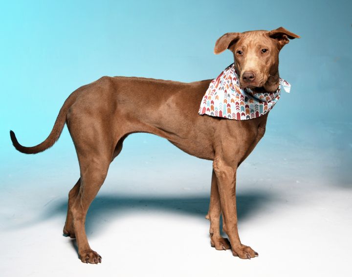 Thai sales ridgeback mix