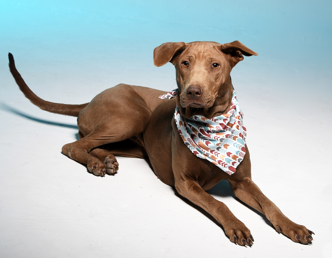 Maddie, an adoptable Rhodesian Ridgeback, Thai Ridgeback in Cookeville, TN, 38506 | Photo Image 3