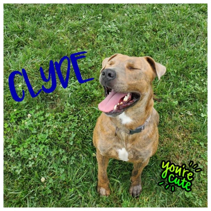 Clyde 3