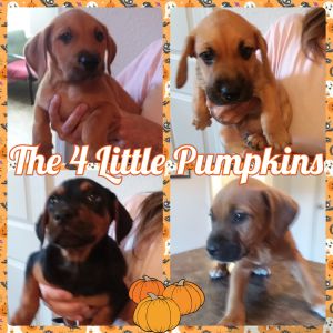 4 Little Pumpkins