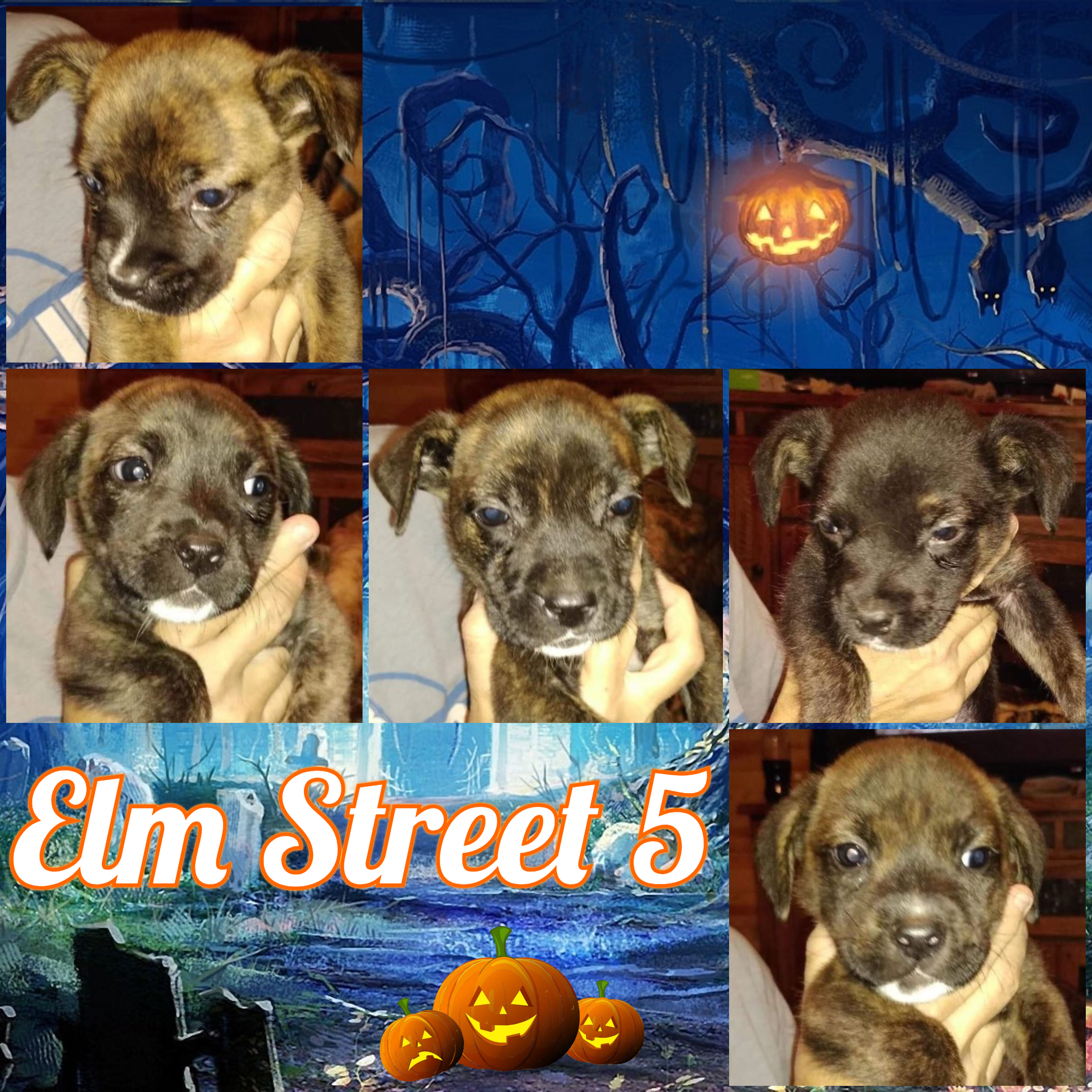 Elm Street 5 detail page