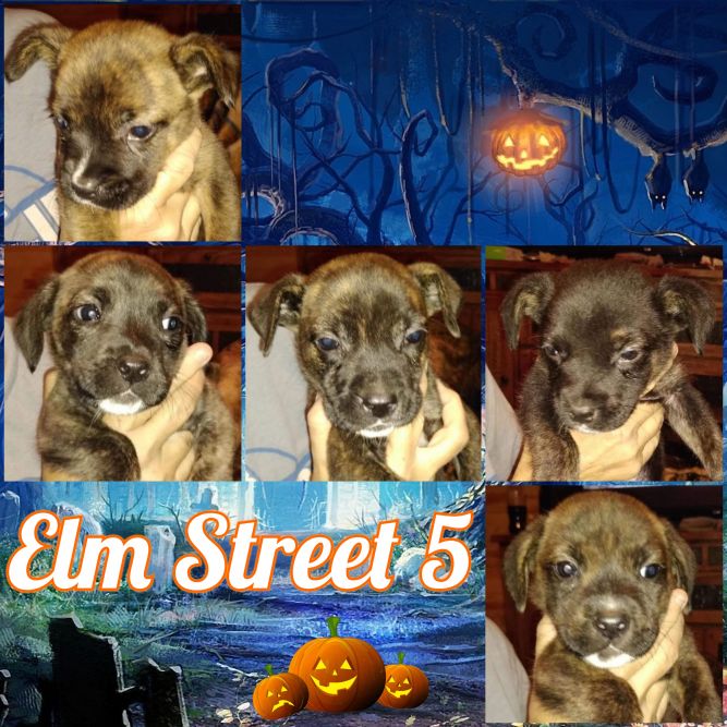 Elm Street 5