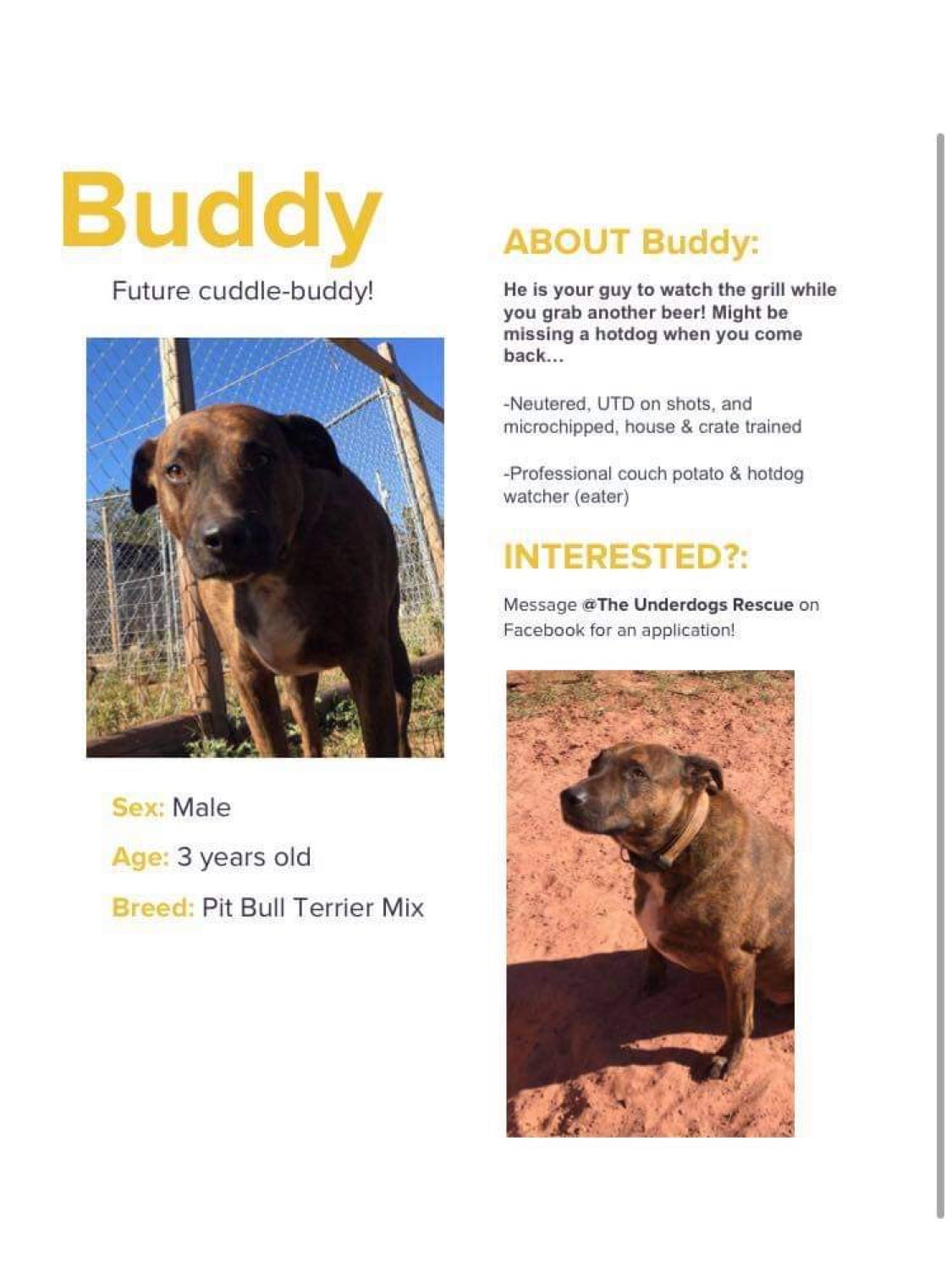 Buddy, an adoptable Pit Bull Terrier in Yukon, OK, 73099 | Photo Image 4