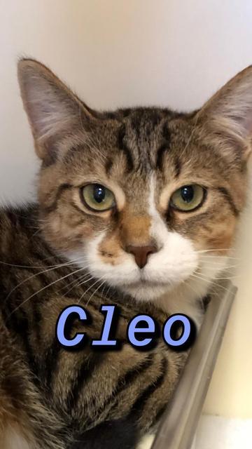 Cleo - kitten! 3