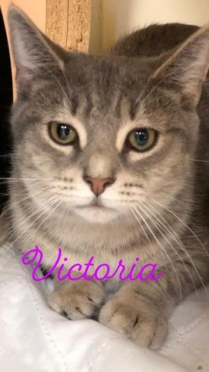 Victoria -  kitten!