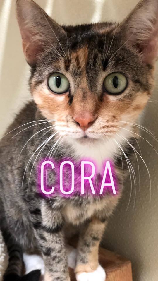 Cora - update! adopted! 1