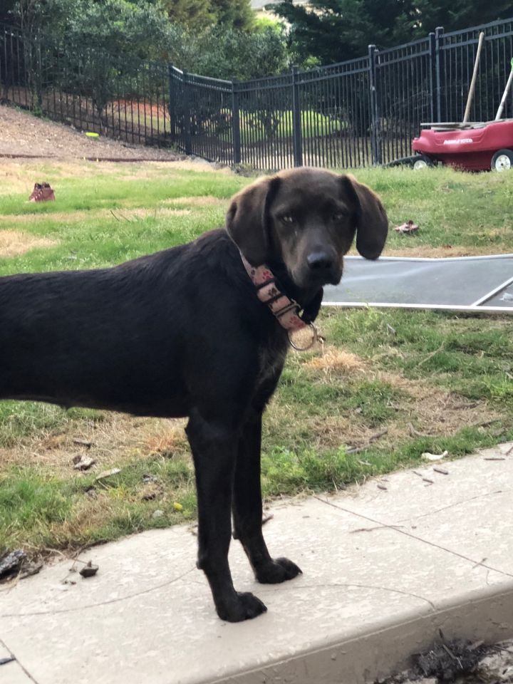 Stella, an adopted Labrador Retriever Mix in Buford, GA_image-3