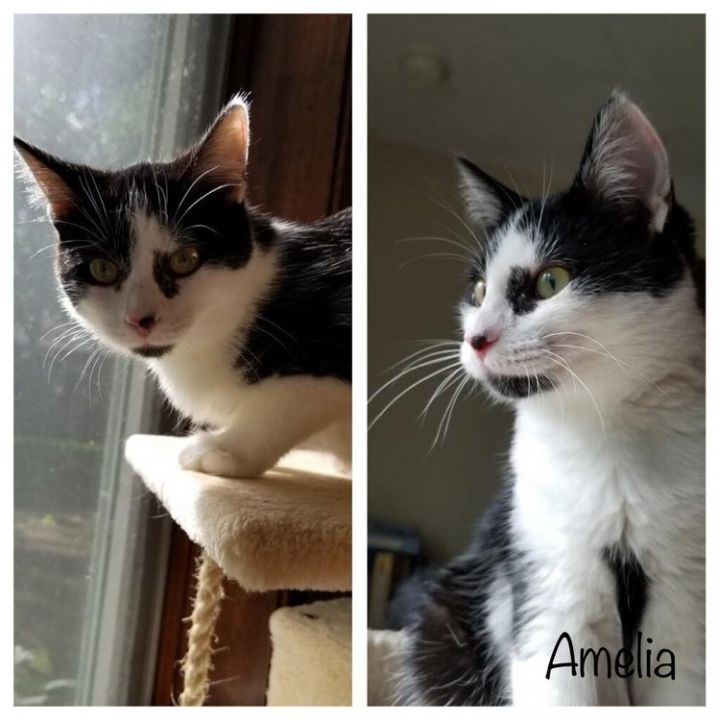 Amelia 2