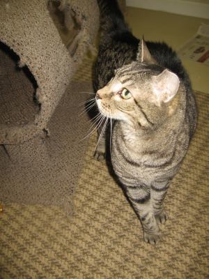 Barn Cats, an adoptable Domestic Short Hair in Cedars, PA_image-3