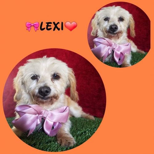 . Lexi .
