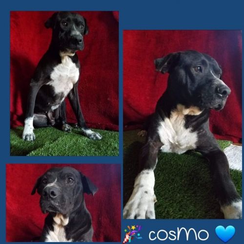 . Cosmo 2 .