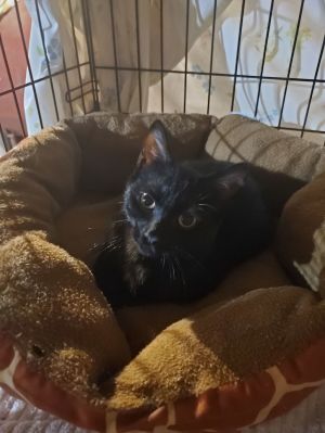 Snoopy-Courtesy Post!, Adult Male unknown