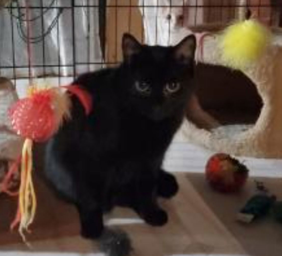 Snoopy-Courtesy Post!, an adoptable Domestic Short Hair in Spring City, PA, 19475 | Photo Image 2