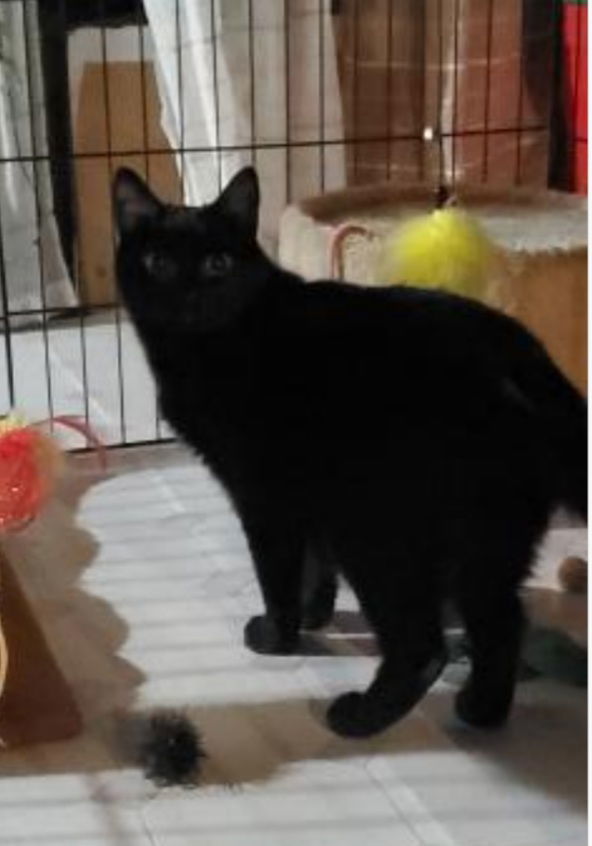 Snoopy-Courtesy Post!, an adoptable Domestic Short Hair in Spring City, PA, 19475 | Photo Image 3