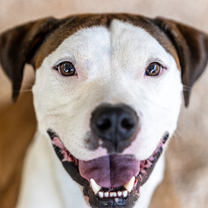 Peter Parker, an adoptable Mixed Breed, Terrier in Decatur, GA, 30035 | Photo Image 1