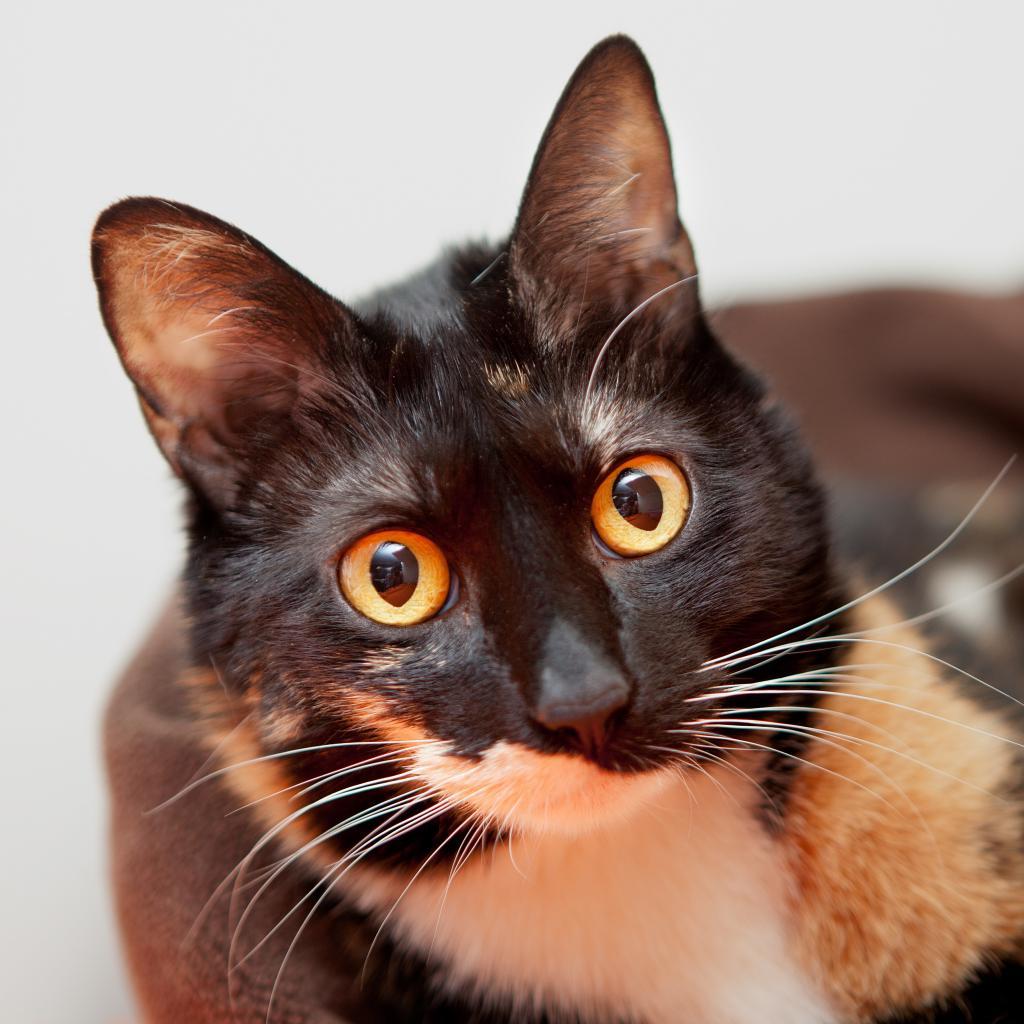 Jelly Bean, an adoptable Domestic Short Hair in Kanab, UT, 84741 | Photo Image 1