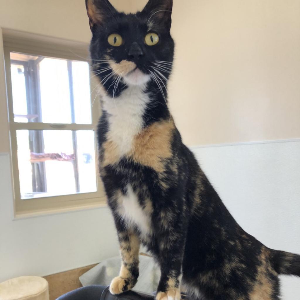 Jelly Bean, an adoptable Domestic Short Hair in Kanab, UT, 84741 | Photo Image 2