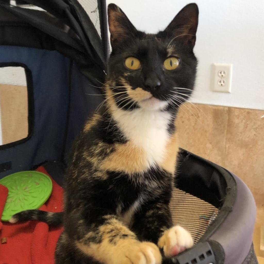 Jelly Bean, an adoptable Domestic Short Hair in Kanab, UT, 84741 | Photo Image 4