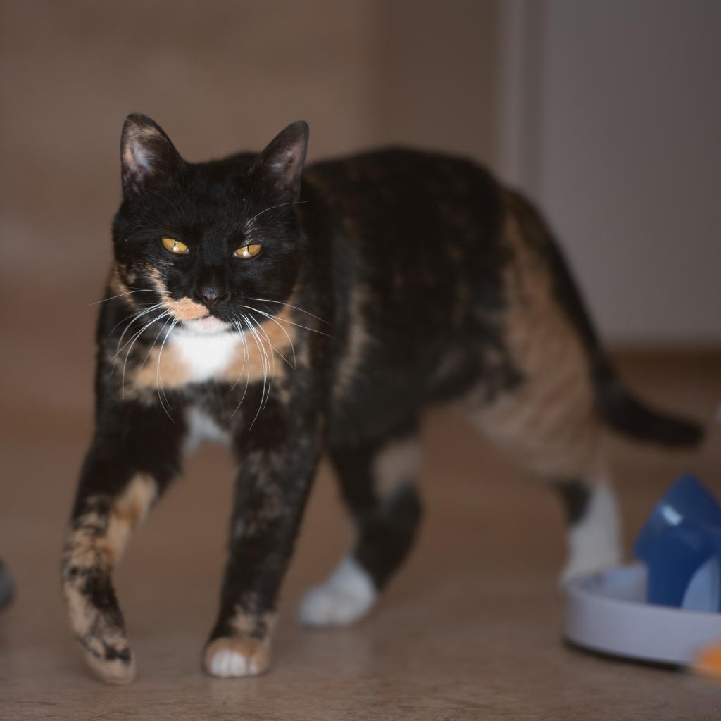 Jelly Bean, an adoptable Domestic Short Hair in Kanab, UT, 84741 | Photo Image 5