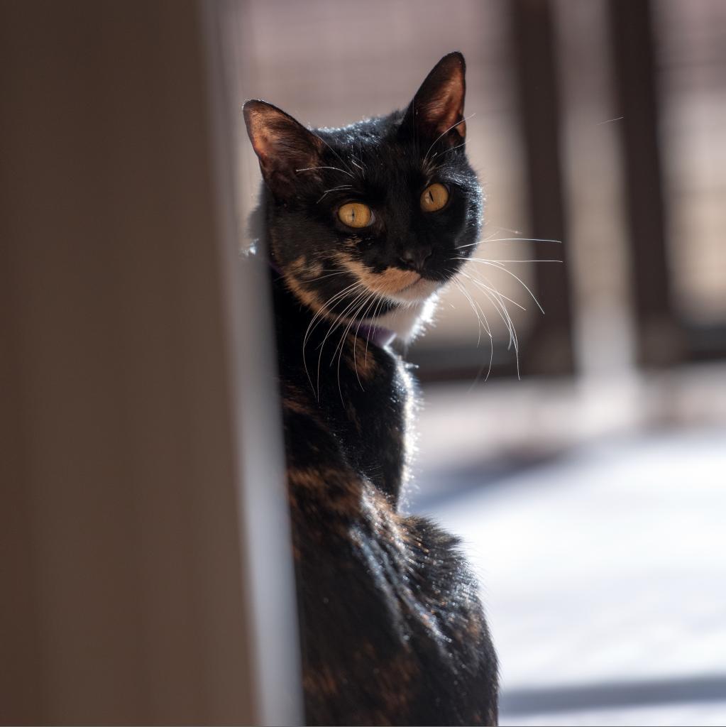 Jelly Bean, an adoptable Domestic Short Hair in Kanab, UT, 84741 | Photo Image 5