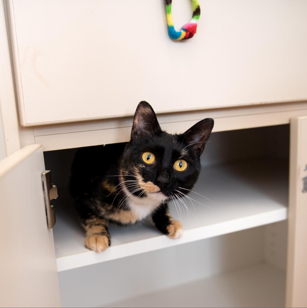 Jelly Bean, an adoptable Domestic Short Hair in Kanab, UT, 84741 | Photo Image 6