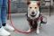 . Sara PR Mini Canaan Shiba .