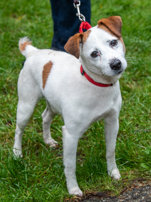 Scraps, an adopted Jack Russell Terrier in Port Townsend, WA_image-5