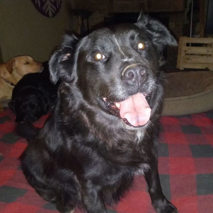 Westin, an adoptable Black Labrador Retriever & Flat-Coated Retriever Mix in North Jackson, OH_image-1