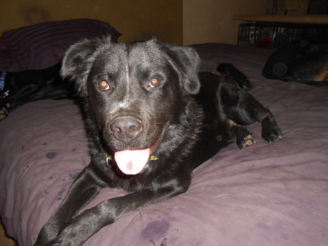 Westin, an adoptable Black Labrador Retriever, Flat-Coated Retriever in North Jackson, OH, 44451 | Photo Image 2