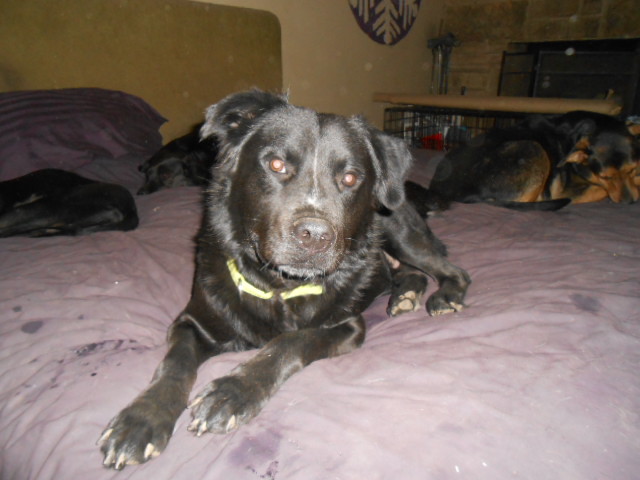 Westin, an adoptable Black Labrador Retriever, Flat-Coated Retriever in North Jackson, OH, 44451 | Photo Image 3