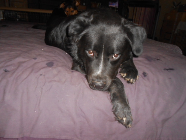 Westin, an adoptable Black Labrador Retriever, Flat-Coated Retriever in North Jackson, OH, 44451 | Photo Image 4