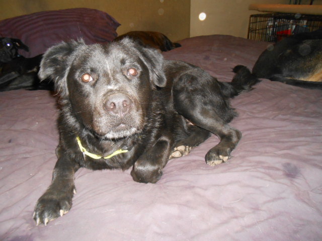 Westin, an adoptable Black Labrador Retriever, Flat-Coated Retriever in North Jackson, OH, 44451 | Photo Image 6