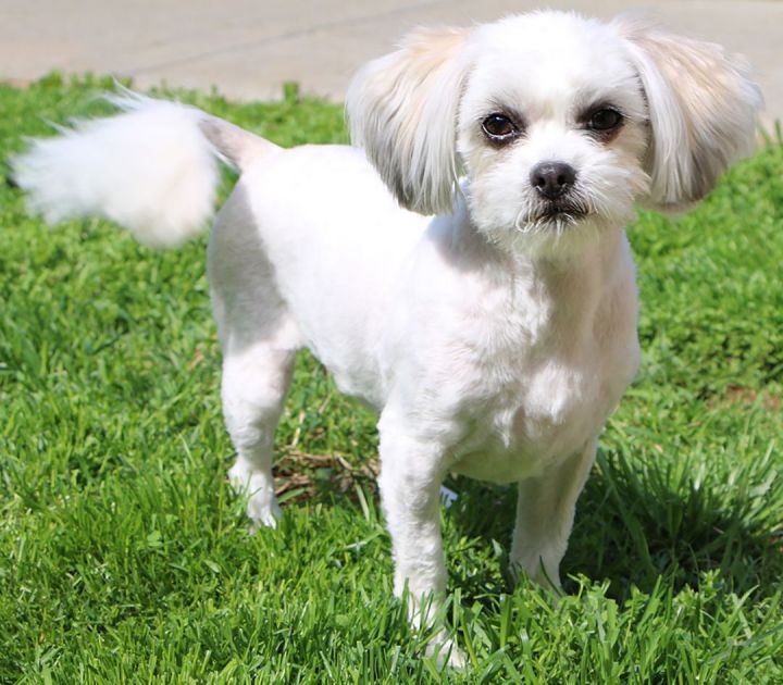Charlie, an adopted Shih Tzu Mix in Charles Town, WV_image-2